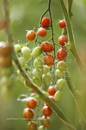 Image du Maroc Professionnelle de  Avec l'introduction des cultures sous abris serres, la région de Dakhla est devenue en très peu de temps célèbre pour ces productions de fruits et légumes destinés à l’export.  Sous d’immenses serres, la production des tomates en grappes bénéficie d’un climat phénoménalement ensoleillé, tempéré et régulier, Mardi 21 Novembre 2006. (Photo / Abdeljalil Bounhar)